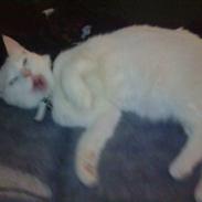 Blanding af racer Missy Babymis