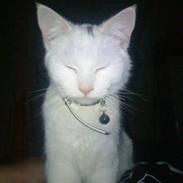 Blanding af racer Missy Babymis