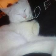 Blanding af racer Missy Babymis