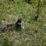 Blanding af racer Fleur