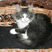 Blanding af racer Fleur