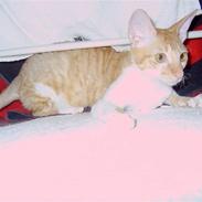 Cornish Rex Miss Nancy