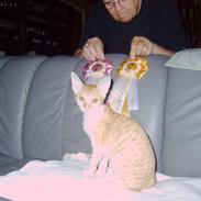 Cornish Rex Miss Nancy