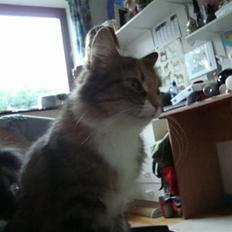 Blanding af racer fire i himlen ;(