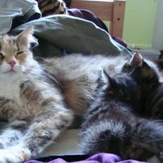 Blanding af racer fire i himlen ;(