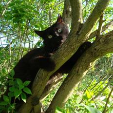 Blanding af racer turbo