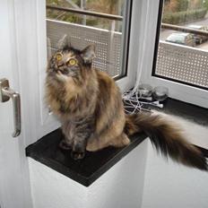 Maine Coon Silja