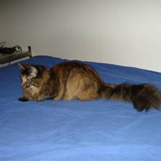 Maine Coon Silja