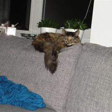 Maine Coon Silja