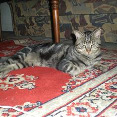 Blanding af racer Oskar