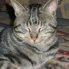 Blanding af racer Oskar