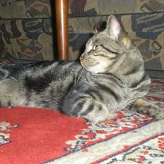 Blanding af racer Oskar