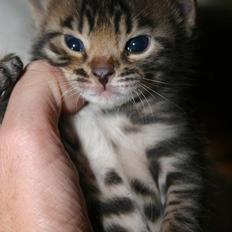 Bengal Armani Raybis