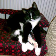 Huskat San-Chan Killmouski 