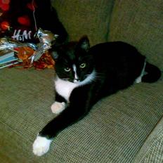 Huskat San-Chan Killmouski 