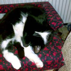 Huskat San-Chan Killmouski 