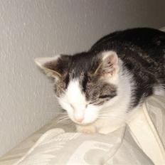 Huskat Hvenekildes Nemo †