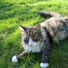 Blanding af racer Anton bassen i himlen ;o(