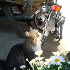 Blanding af racer Anton bassen i himlen ;o(