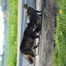 Blanding af racer Anton bassen i himlen ;o(