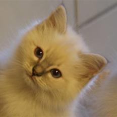 Hellig Birma Lauritz