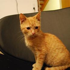 Blanding af racer Elvis