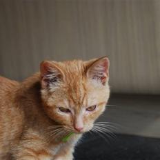 Blanding af racer Elvis