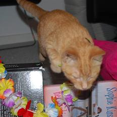 Blanding af racer Elvis