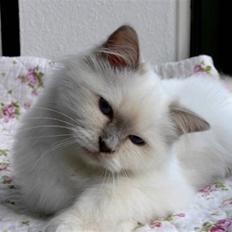 Hellig Birma Sweet Candy Candy SongHio