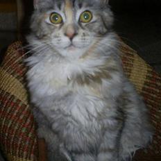 Maine Coon Cassiopaia