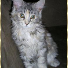 Maine Coon Cassiopaia