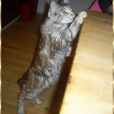 Maine Coon Cassiopaia