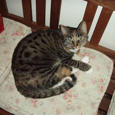 Huskat Gucci * Mor til dem alle*