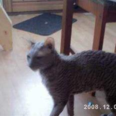 Cornish Rex Bamsekats Anton Berg