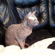 Cornish Rex Bamsekats Anton Berg