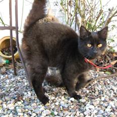 Blanding af racer Lakrids *R*I*P