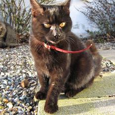 Blanding af racer Lakrids *R*I*P