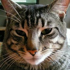 Blanding af racer Louie (aflivet)