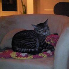 Blanding af racer Louie (aflivet)