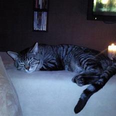 Blanding af racer Louie (aflivet)