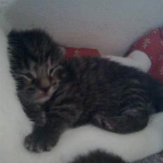 Huskat Striber R.I.P bedste kat i verden