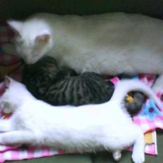 Huskat Striber R.I.P bedste kat i verden