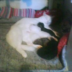 Huskat Striber R.I.P bedste kat i verden