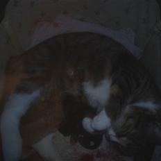 Blanding af racer Pussy