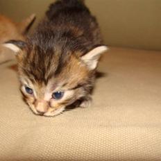 Blanding af racer Pussy