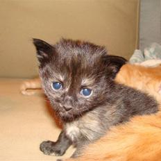 Blanding af racer Pussy