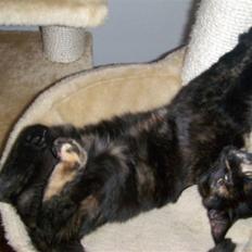 Blanding af racer Malaika