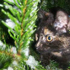 Blanding af racer Malaika