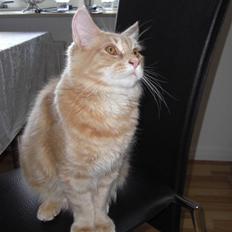 Blanding af racer Sylvester Bor på Fyn nu.