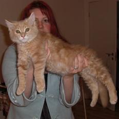 Blanding af racer Sylvester Bor på Fyn nu.